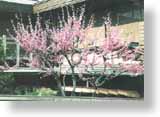 Plum Tree